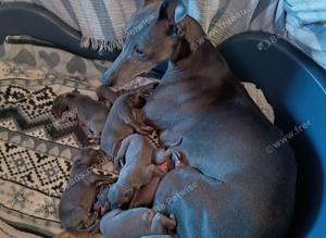 (Solid) Blue Whippet KC Registered Puppies