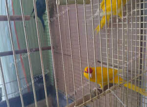 For sale