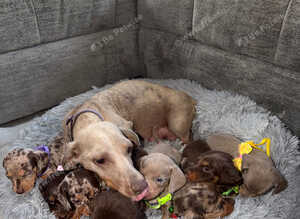 Miniature Dachshund Puppies for Sale