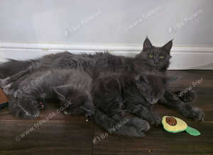 Purebred Maine Coon Kittens with Pedigree