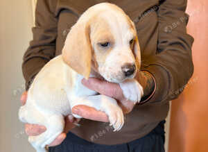 6 beagle pups for sale