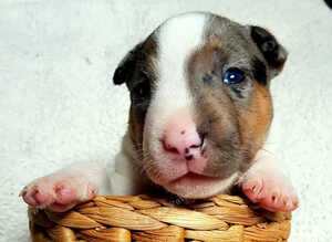 3 years Old AKC & KC Registered Miniature English bull terrier Boy