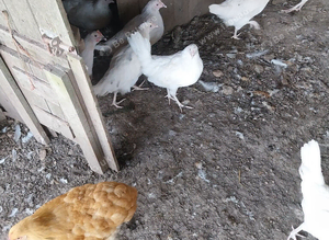 Hybrid pullets