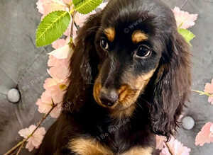 TOP QUALITY MINI LONG HAIR DACHSHUNDS READY!