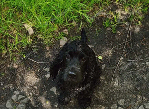 KC Cocker Spaniel for stud