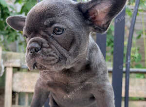 Solid Blue French bulldog 10 weeks old