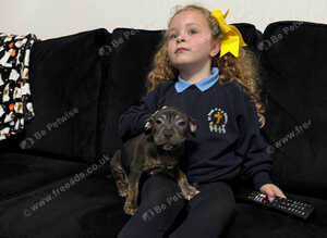 Last female Staffordshire pup ready now ️