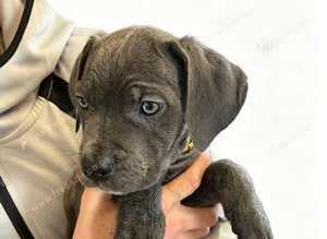 5 cane corso puppies READY TO GO