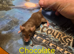 10 Cute Female Baby Fancy Mice