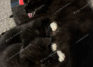 All black kitten 9weeks old