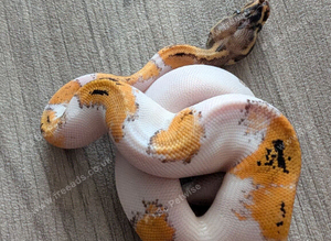 Pied het clown