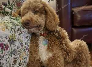 Poodle cross / poodle