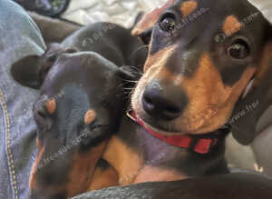Puppies looking for 4ever home