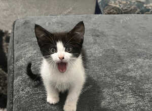 Kitten ready to leave