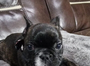 Brindle Frenchie Stud