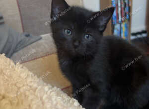 Mixed bengal kittens READY NOW!!
