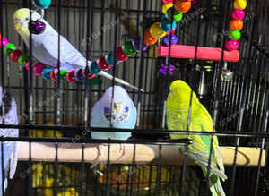 Baby budgies Glasgow