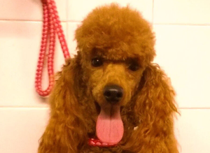 Toy Poodle at stud. Kennel club registered.