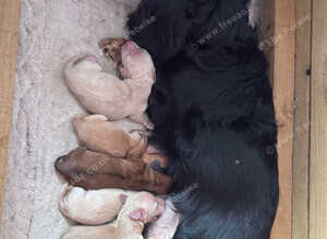 Longhaired miniature dachshunds