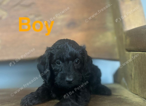Daxiepoo puppies available girls and boys