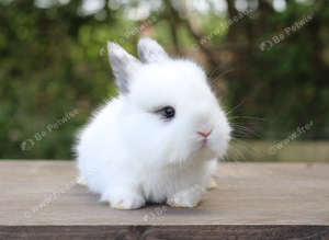Angora X bunny rabbit