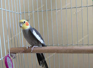 Cocktail parrot