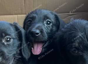 Dachpoo