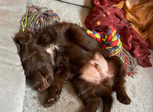 Cocker Spaniel boy