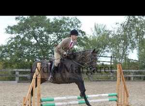 16.1hh brown warmblood mare hunting /jumping /workers