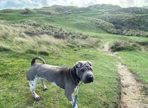 Proven shar pei stud