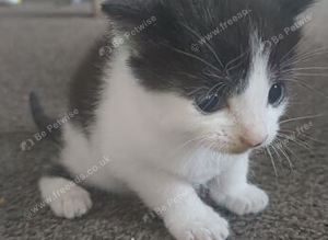 Kittens