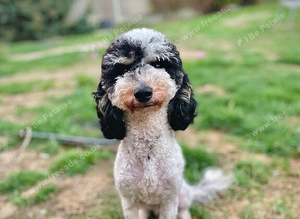 Parti Miniature Poodle For STUD