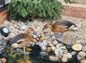 Waterfowl for sale