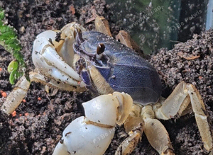 Blue Christmas Island Crabs Pair- Rare in hobby