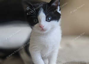 British shorthair x