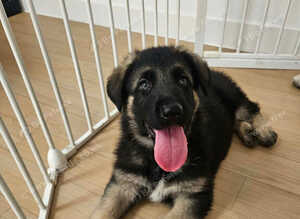 German Shepherd Dog Puppy