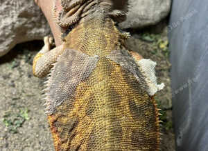 Female bearded dragon