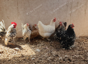 Mixed bantams