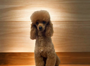 Red Mini poodle at stud