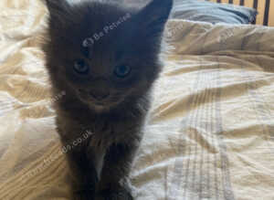 Maine coons