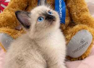 Siamese Ragdoll mix kitten!