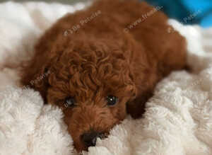 TINY DEEP RED POODLES