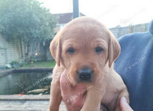 Working Fox Red Labrador retriever puppies