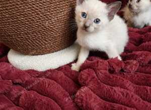 Pedigree,  registered,  outstanding pedigree lines  Tonkinese boys