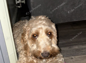 cockapoo puppies