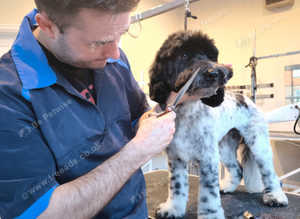 Dog groomer