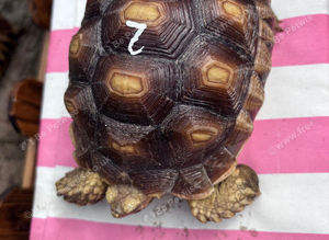 Year old sulcata tortoises for sale