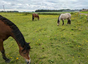 Stables/grazing wanted