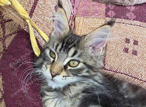 REDUCED XL full Maine coon kittens - Ready now