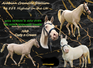CREMELLO ARABIAN STALLION